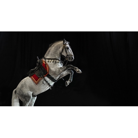 SOIREE GALA DU CADRE NOIR SLVie 5