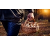 CUEILLETTE DES CHAMPIGNONS