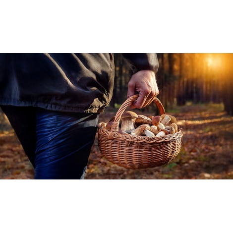 CUEILLETTE DES CHAMPIGNONS