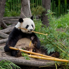 ZOO DE BEAUVAL - COM JEUNESSE