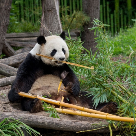 ZOO DE BEAUVAL - COM JEUNESSE