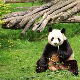 JOURNEE AU ZOO DE BEAUVAL SLvie 5