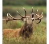 BRAME DU CERF A CHAMBORD - COM ACTIVITES