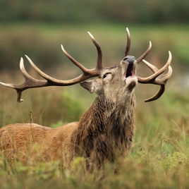 BRAME DU CERF A CHAMBORD - COM ACTIVITES